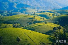 阳台风水：平安树放在阳台上风水好吗